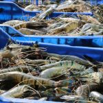 Shrimp