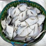 Rupchada Fish