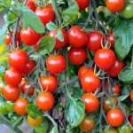 Tomato